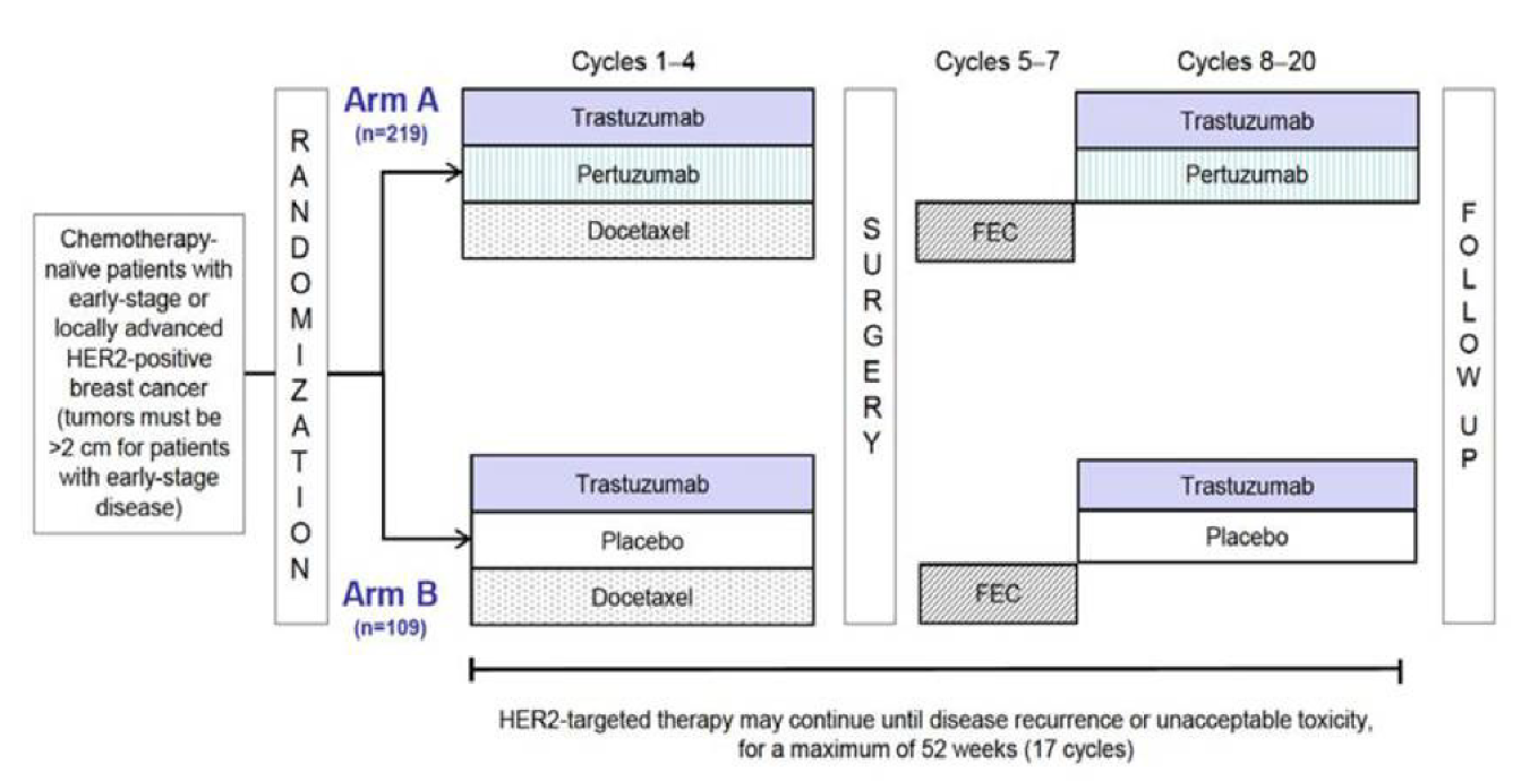 Describes the flow of patients from randomization into 2 neoadjuvant treatment groups, then to surgery and subsequent adjuvant treatment