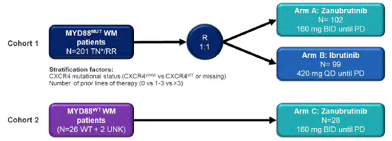 ASPEN Trial design showing the number of patients recruited in Cohort 1 (MYD8 MUT) and Cohort 2 (MYD88WT). Of 201 patients in Cohort 1, 102 were randomized to receive zanubrutinib and 99 were randomized to received ibrutinib. All 28 patients in Cohort 2 received zanubrutinib.
