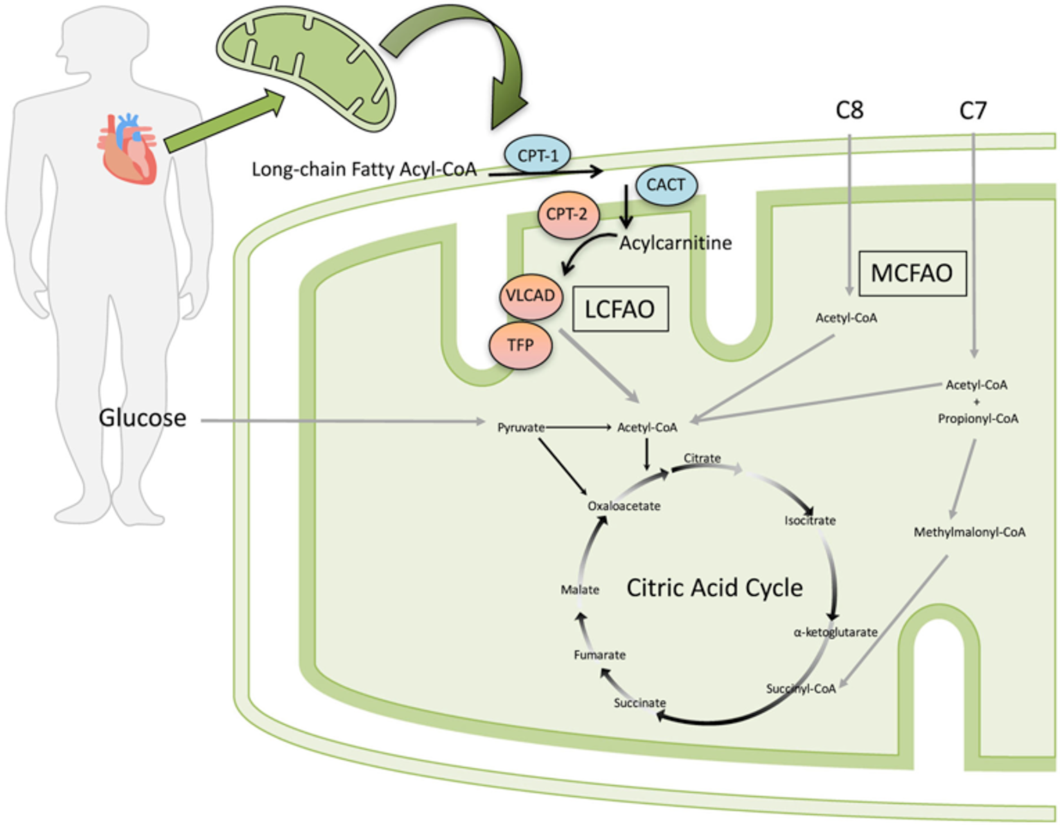 Model for the proposed benefit of triheptanoin (C7) compared with trioctanoate (C8) among patients with LC-FAODs. Trioctanoate provides three 8-carbon fatty acids (C8) that, once imported into the mitochondria, are oxidized to 4 acetyl-CoA molecules. Triheptanoate provides three 7-carbon fatty acids (C7) that, once imported into the mitochondria, are oxidized to produce 2 acetyl-CoA and 1 propionyl-CoA molecule. Propionyl-CoA is converted to D-methylmalonyl-CoA by mitochondrial propionyl-CoA carboxylase, followed by conversion to succinyl-CoA by D-methylmalonyl-CoA isomerase and L-methylmalonyl-CoA mutase. Succinyl-CoA is an intermediate of the citric acid cycle and can increase intermediate pool size of carbon substrates.